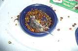 P1010156 Dead mousee in cat food bowl